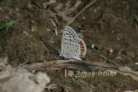 : Plebejus acmon; Acmon Blue