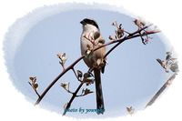 긴꼬리때까치 [long-tailed shrike]