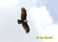 Photo of luňák bráhmanský Haliastur indus Brahminy Kite