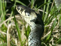 Snog (Natrix natrix) Foto/billede af