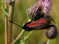 Pimpinelle Køllesværmer (Zygaena minos) Foto/billede af