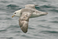 Northern Fulmar (Gambell)