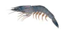 Blue Prawn - Litopenaeus stylirostris