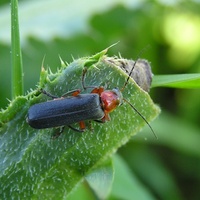 Cantharis pellucida