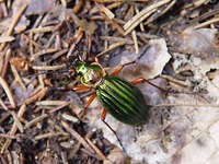Carabus auronitens