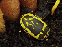 Pachnoda fissipuncta