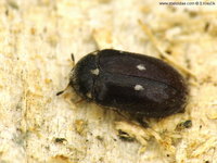 Attagenus pellio