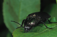 Selatosomus gravidus