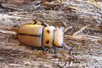 Homoderus mellyi
