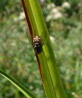 Graphomya maculata