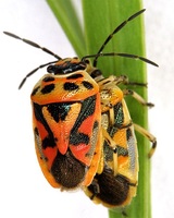 Eurydema ornata