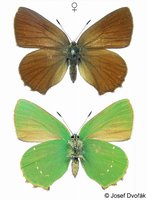 Callophrys rubi - Green Hairstreak