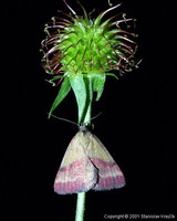 Phytometra viridaria - Small Purple-barred