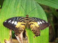 Parthenos sylvia