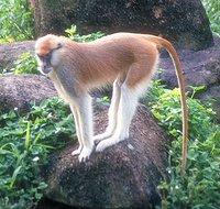 Patas monkey (Erythrocebus patas)