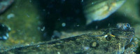 Microstomus kitt, Lemon sole: fisheries, aquarium