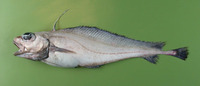 Lepidion eques, North Atlantic codling: