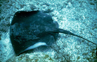 Dasyatis pastinaca, Common stingray: fisheries, gamefish, aquarium