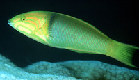 Thalassoma lutescens, Yellow-brown wrasse: fisheries, aquarium