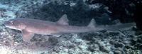 Chiloscyllium arabicum, Arabian carpetshark: fisheries