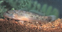 Acentrogobius viridipunctatus, Spotted green goby: