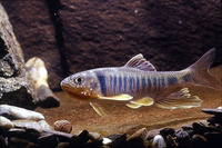 Zacco pachycephalus, :