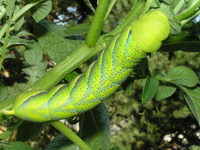 Acherontia atropos - Death's-head Hawk-moth