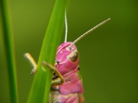 Omocestus viridulus - Common Green Grasshopper