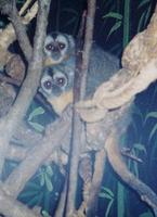 Image of: Aotus trivirgatus (northern night monkey)