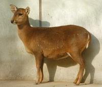 Image of: Axis porcinus (hog deer)