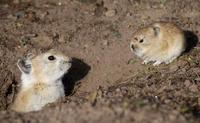 Image of: Ochotona curzoniae (black-lipped pika)