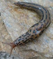 Limax maximus - Great Grey Slug