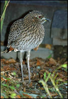 Burhinus capensis - Spotted Thick-knee