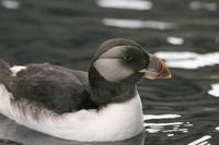 Fratercula arctica - Atlantic Puffin