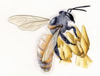 Image of: Apis mellifera (honey bee)
