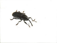 Image of: Curculionidae (snout beetles and weevils)