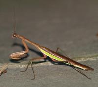 Image of: Tenodera aridifolia (Chinese mantid)