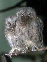 Otus scops - Scops Owl