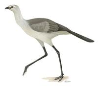 Image of: Chunga burmeisteri (black-legged seriema)