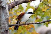 Image of: Garrulax leucolophus (white-crested laughing-thrush)