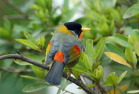 Image of: Leiothrix argentauris (silver-eared mesia)