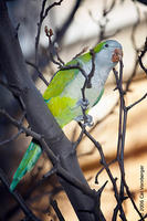 Image of: Myiopsitta monachus (monk parakeet)