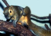 Callosciurus notatus - Plantain Squirrel