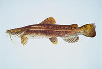 Image of: Pylodictis olivaris (flathead catfish)
