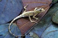 Image of: Anolis nitens