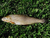 Salmo trutta fario - Brown Trout