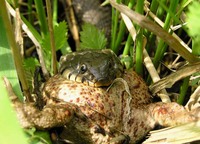 Natrix natrix - Grass Snake