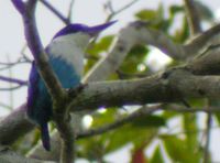 Lazuli Kingfisher - Todiramphus lazuli