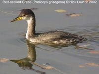 Red-necked Grebe - Podiceps grisegena