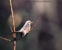 Brown-eared Bulbul - Ixos amaurotis